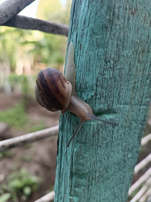 Улитки Виноградные