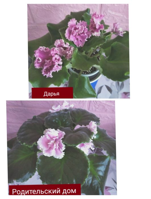 Красивые,разноцветные подоконники!!!