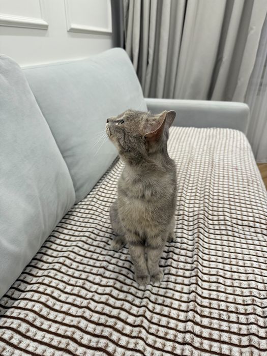Отдадим в хорошие руки. Кот домашний . Лотки, миски все есть