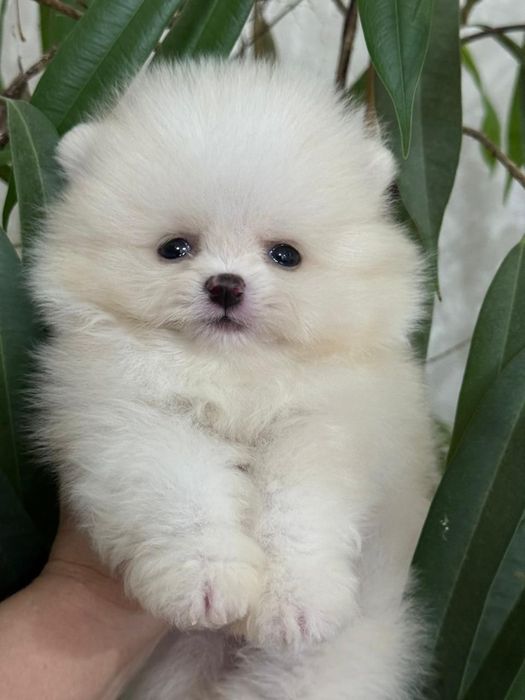 Кремовые шпицы мальчишки