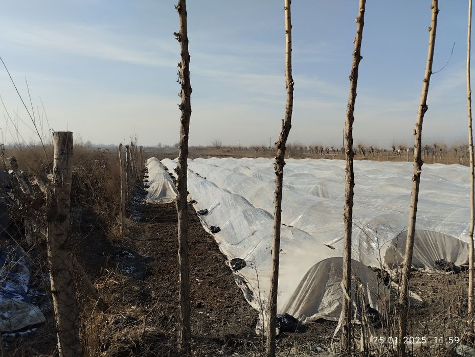 13 000 $. Uchastka sotiladi!