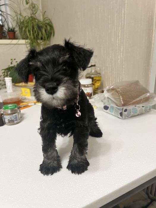 Продаётся щенок ЦВЕРГШНАУЦЕР