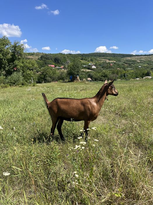 Capre rasa alpina franceza