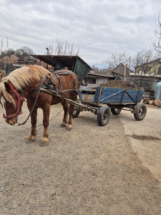 Vând cal de 2 ani jumate