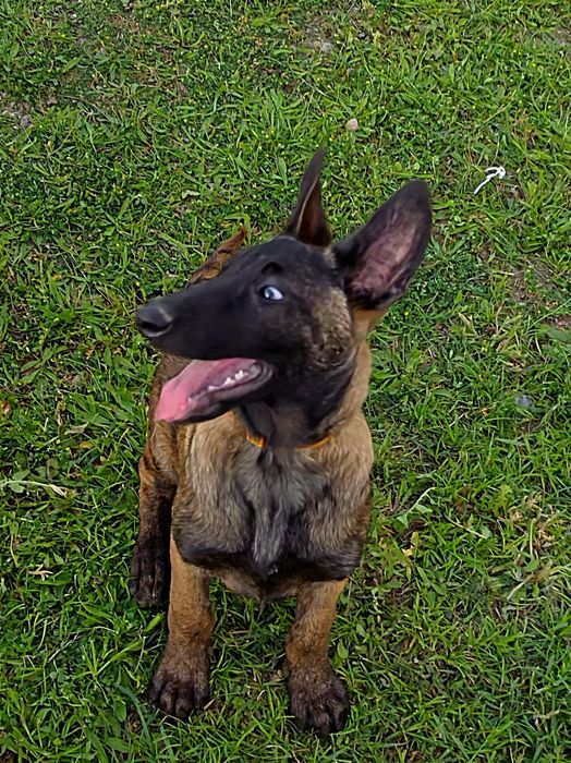 Ciobănesc belgian malinois