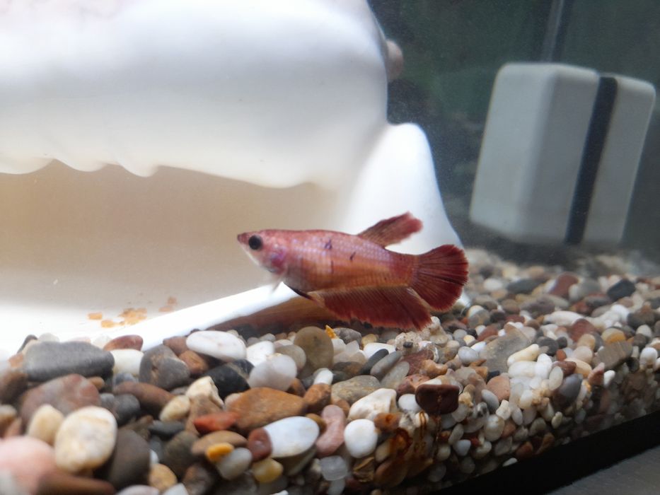 Akvarium Baliqlar