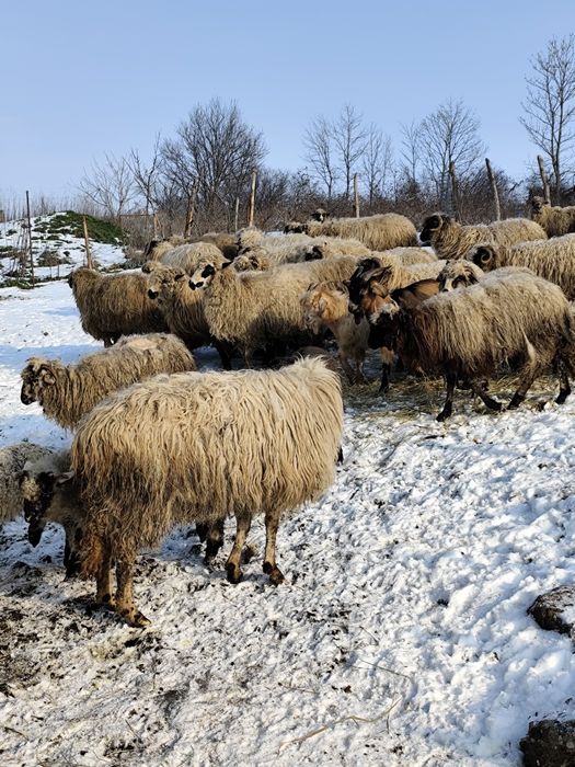 Vând 35 oi tinere