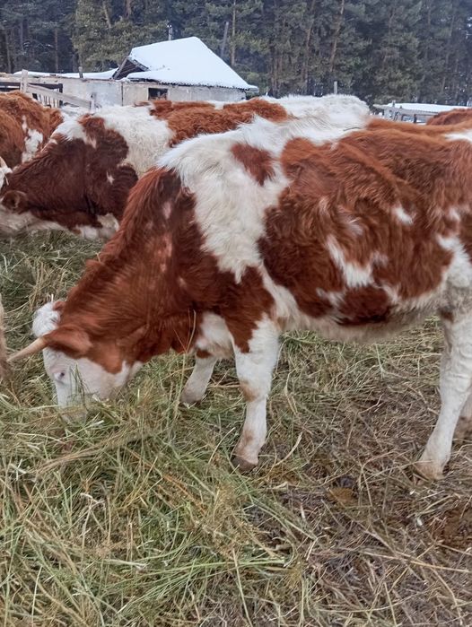 Телки симментал стельные