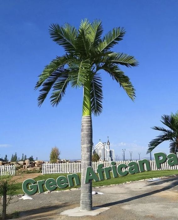Palma Суний Палма дарахтлар