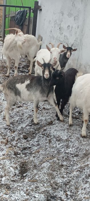 Продам молодых коз