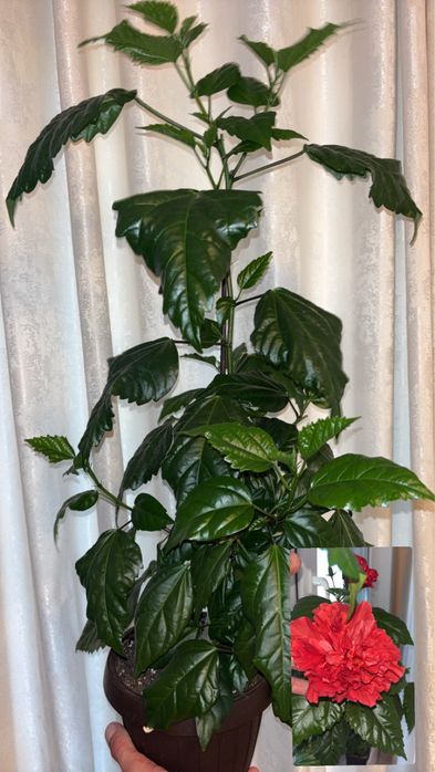 Plante de interior