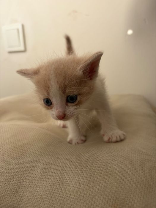 Милые котята добрые руки