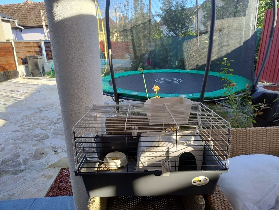 Vând porcușor de guineea