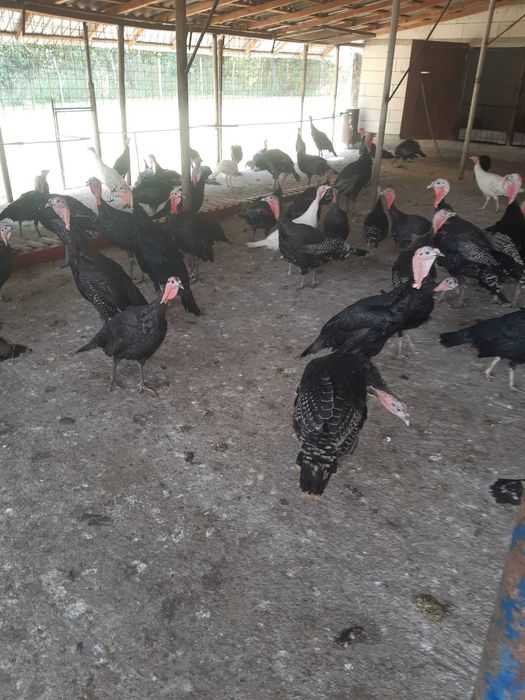 Curcani de vânzare
