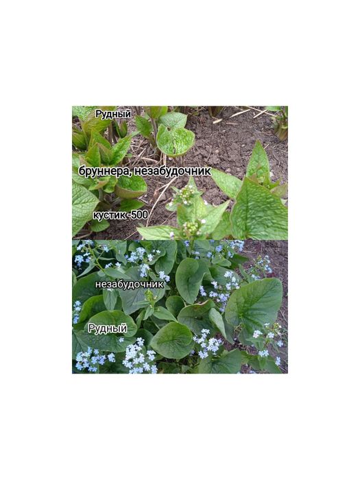 Продам цветы комнатные, садовые