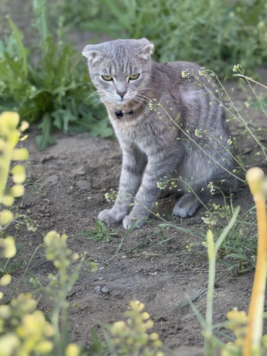 Коты и кошки Аксу бесплатно