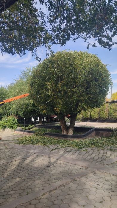 Спил деревьев любой сложности