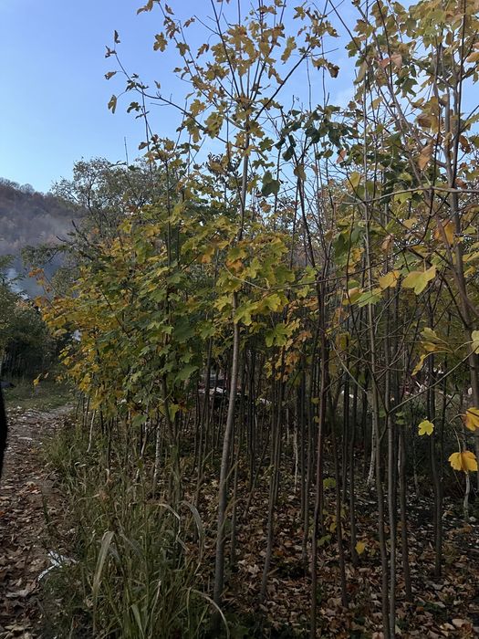 Artar romanesc 3m - 9m livare oriunde in tara