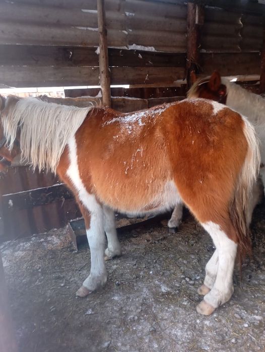 Продаётся лошадь