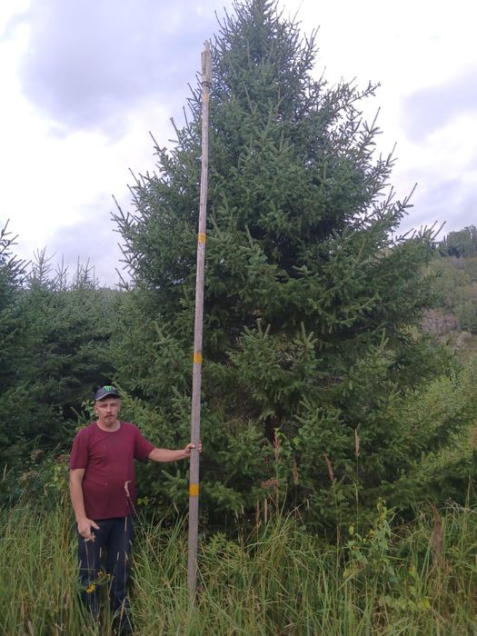 Посадочный материал Сибирская ель