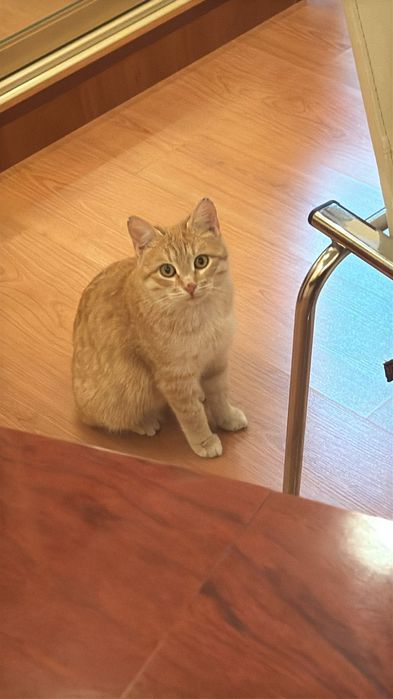 Молодая ласковая кошечка