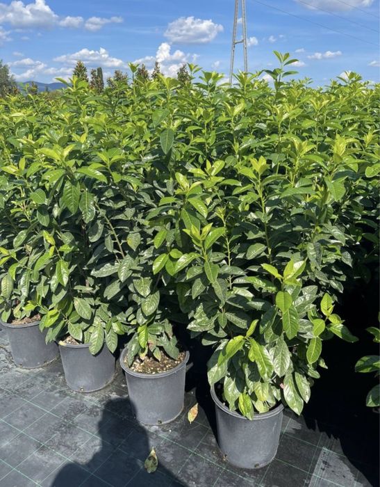 Prunus laurocerasus avem mai multe dimensiuni