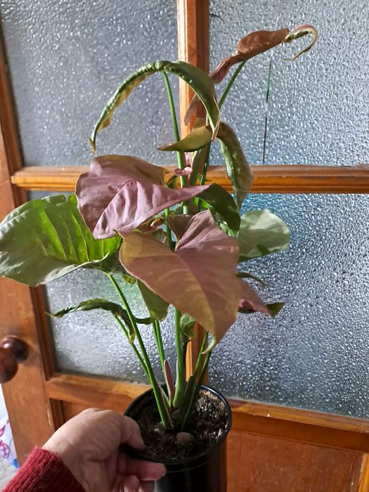 Продам комнатные цветы