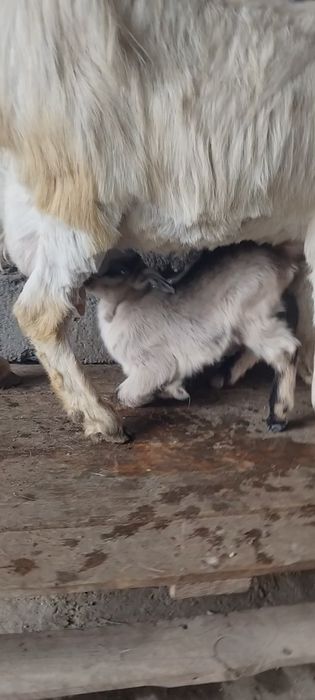 Занен ешкі сатылады