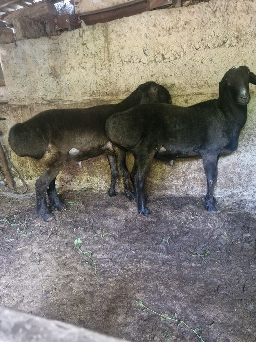 Qoʻy sotiladi sogʻlom 2 dona jivoy ves 70 kg