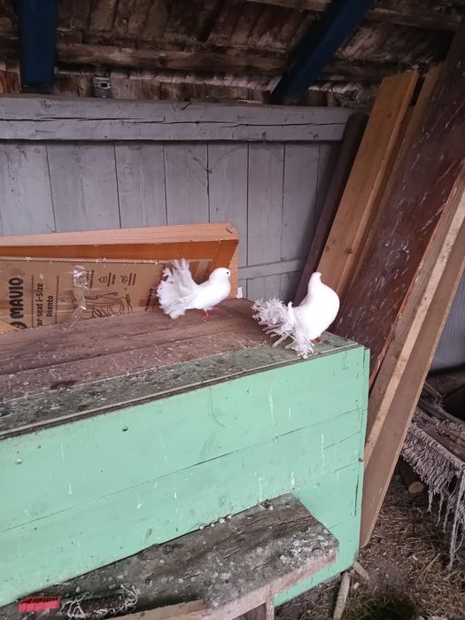 Vând cocoși , porumbei și găinușe americane