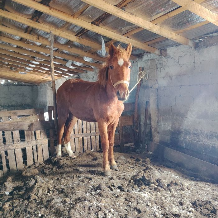 Тай кунан ат жылкы