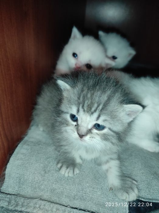 Котята Шотландские