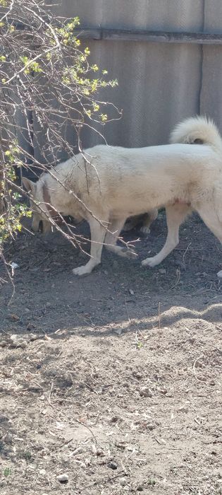 Щенок Лайки бесплатно.