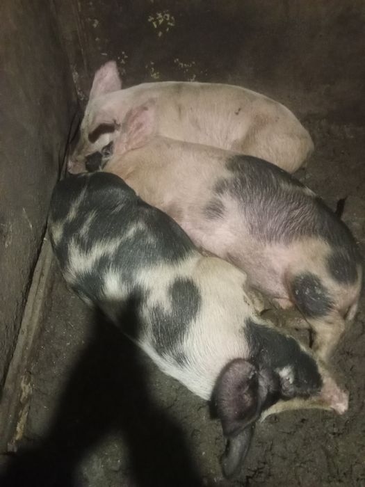 Продаются свиньи