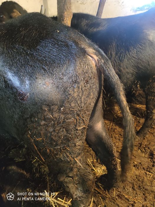 VAND TAUR pentru monta