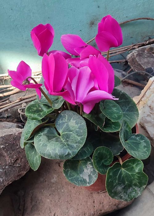 Цикламен продается