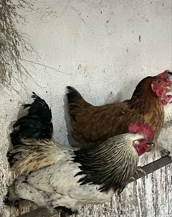 Молодой петушок полу Брама 2025 года