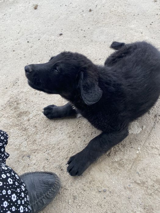 Щенки немецкой овчарок 50 тыс