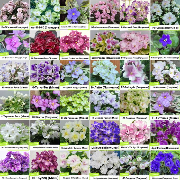 Фиалки сортовые продам