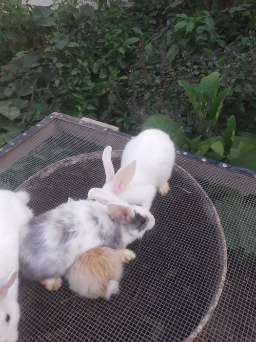 Quyon bolalari 3 oylik. 3 ta bor. Ranglari oq,oq-kulrang, koʻzlari oq