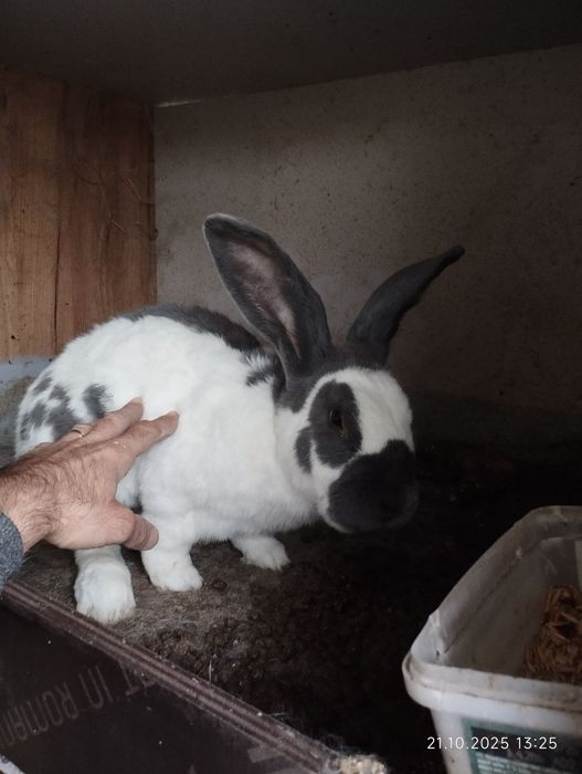 Vând iepuri uriași germani și Fluture german