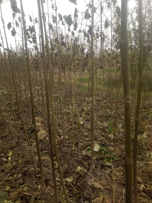 Павлония кўчатлари сотилади