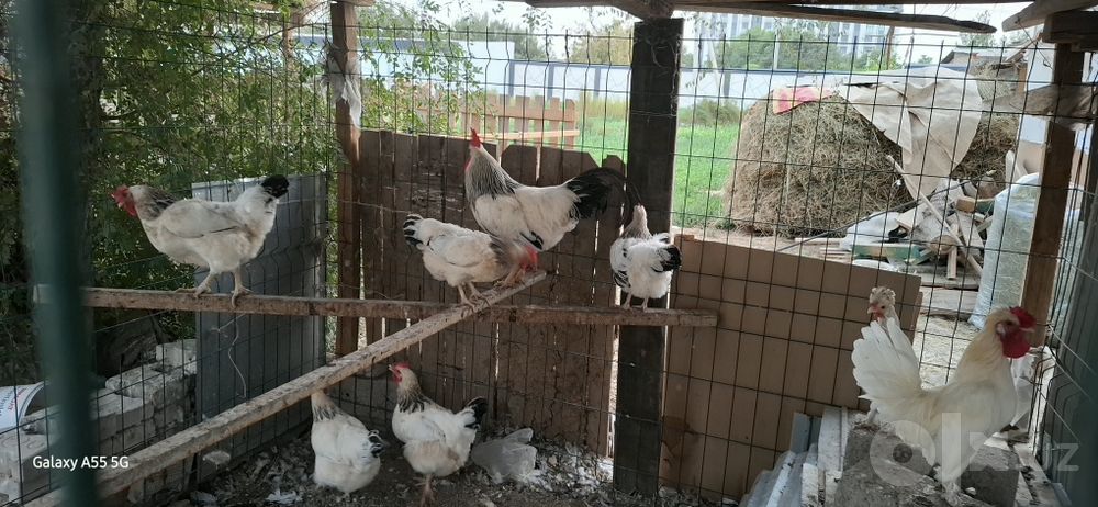 Kurka sotiladi. Adler sariq oyoq toza zot oila sotiladi.