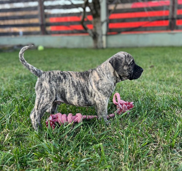 Presa Canario. Pedigree FCI. Părinți Campioni!