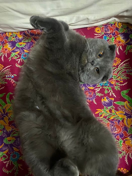 Виязкага мукуш британски