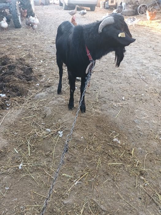 Vând sau schimb tap tânăr