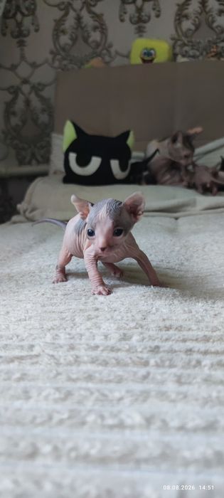 Донской сфинкс котёнок