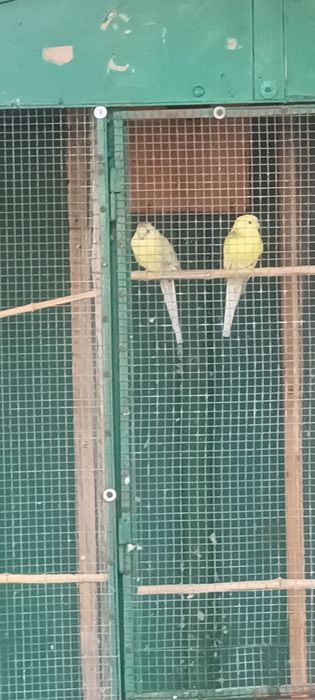 Пойни папагали 2 чифта.