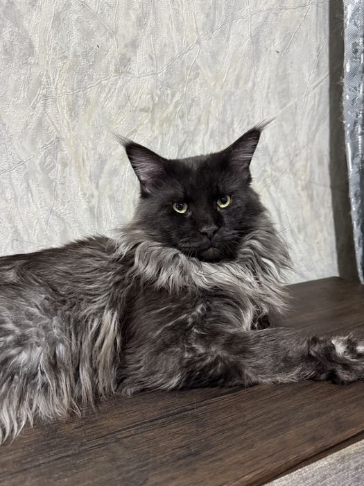 Кот породы Мейн кун. ВЯЗКА.