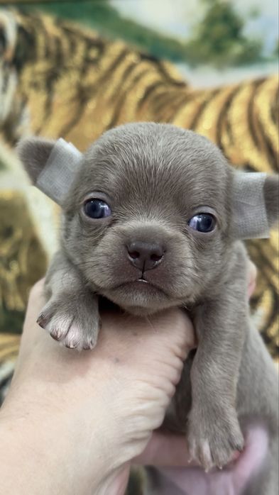 Супер малыши лилового окраса